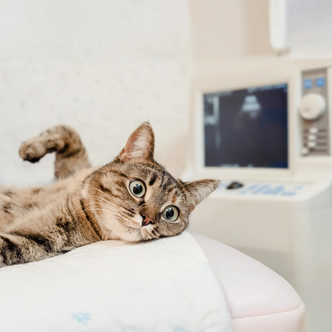 Tabby cat lying on its side in front of an ultrasound machine at a veterinary clinic.