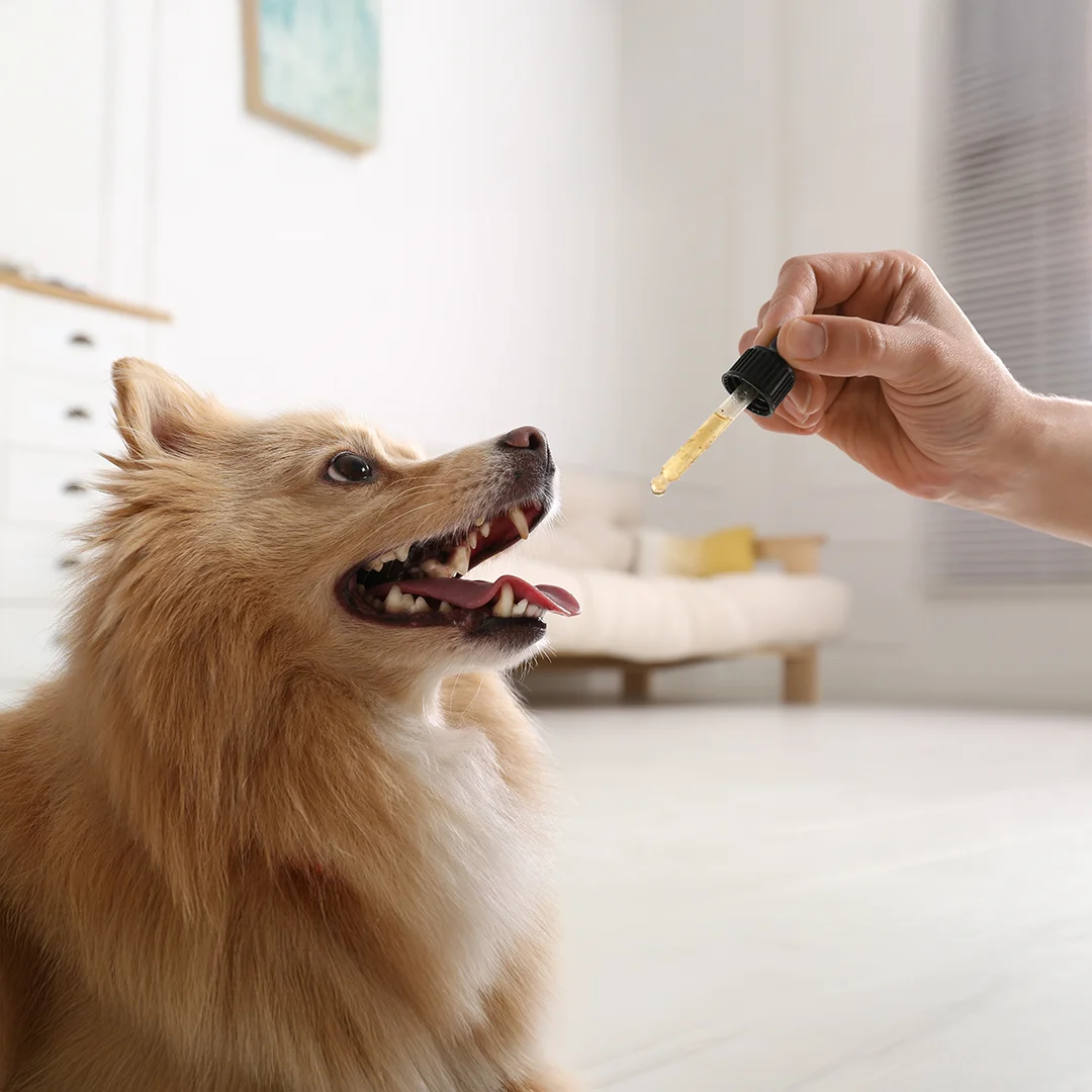 Small dog looking up at a hand holding a dropper with liquid supplement.