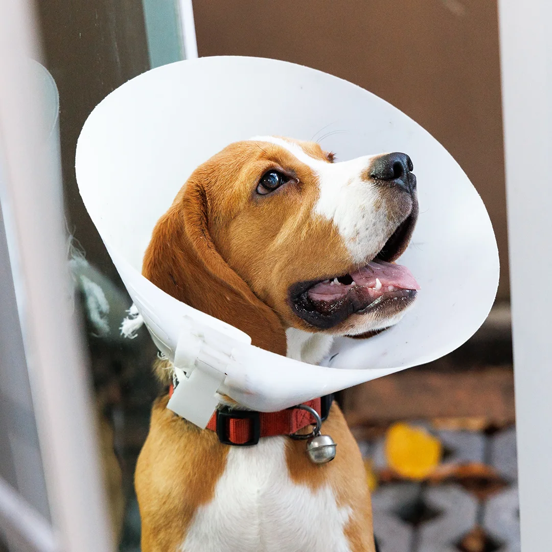 Brown and white dog wearing a plastic recovery cone and red collar while looking up indoors.