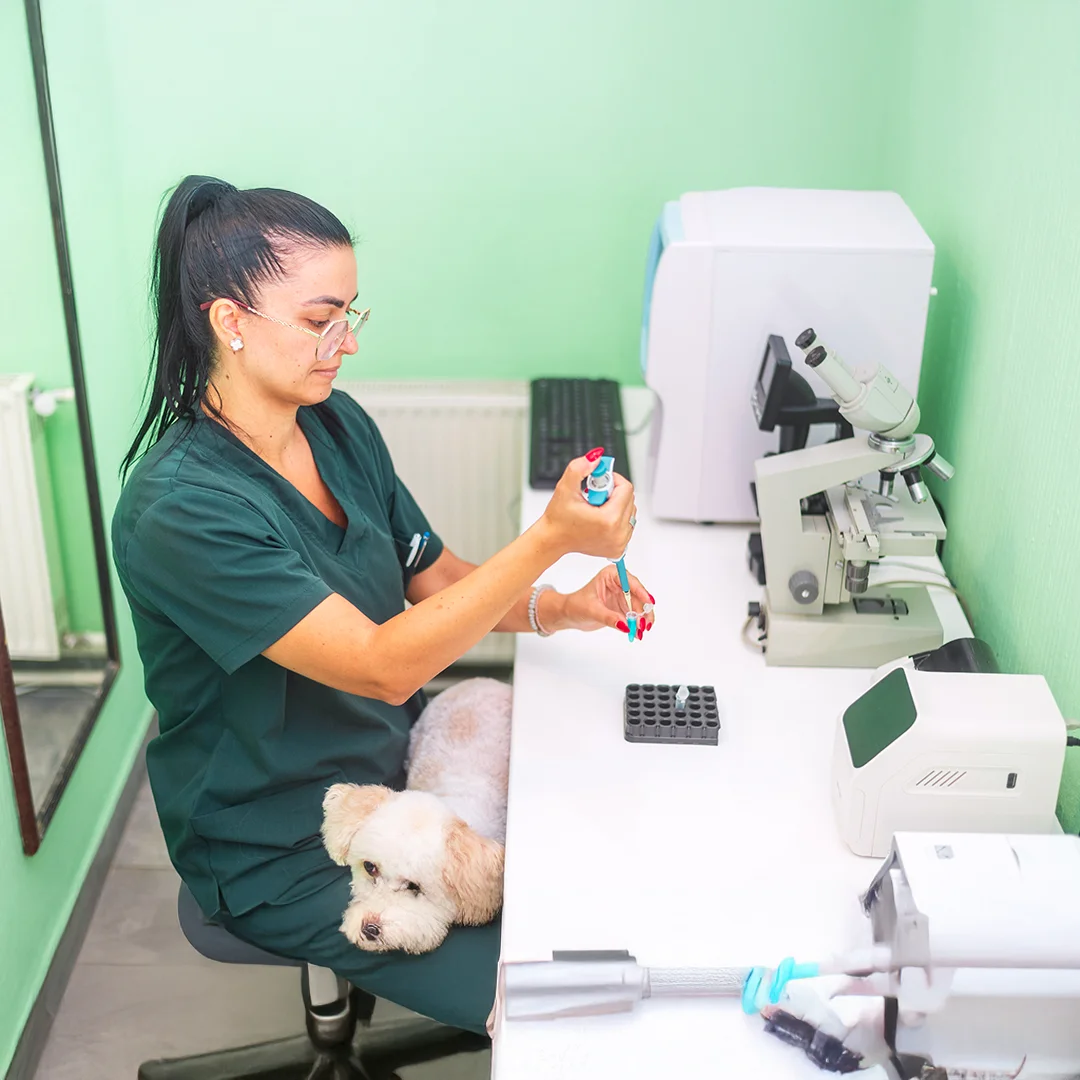 Veterinarian using a pipette for lab testing while a small white dog sits on her lap.