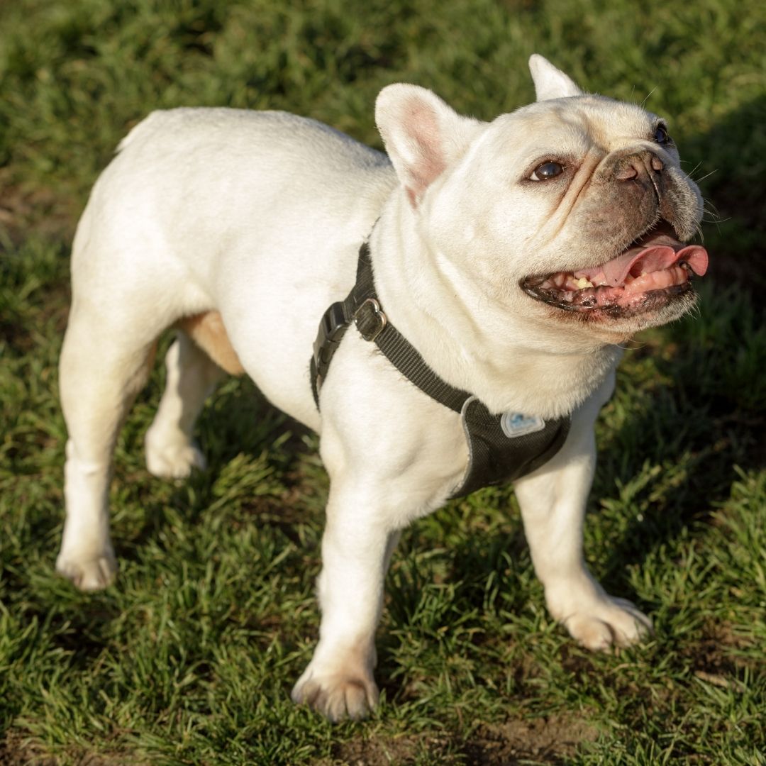 A cream-colored French bulldog wearing a dark collar and harness stands on green grass, facing the camera with its mouth open and tongue out; a blurred hedge background fills the rest of the scene.