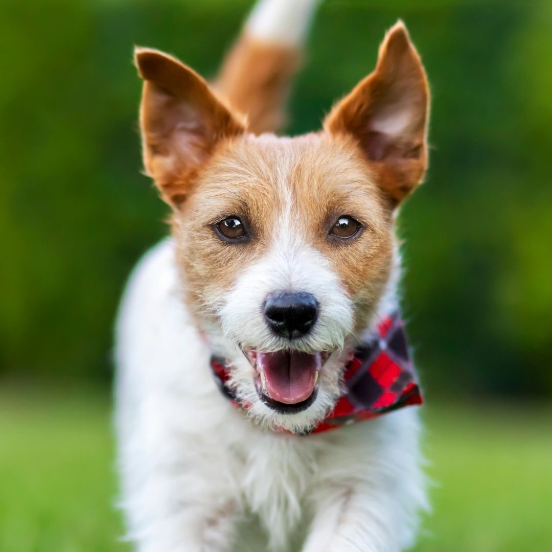 A close-up of a small dog with upright ears, looking at the camera with its tongue out, wearing a red-and-black checkered collar against a soft green outdoor background.