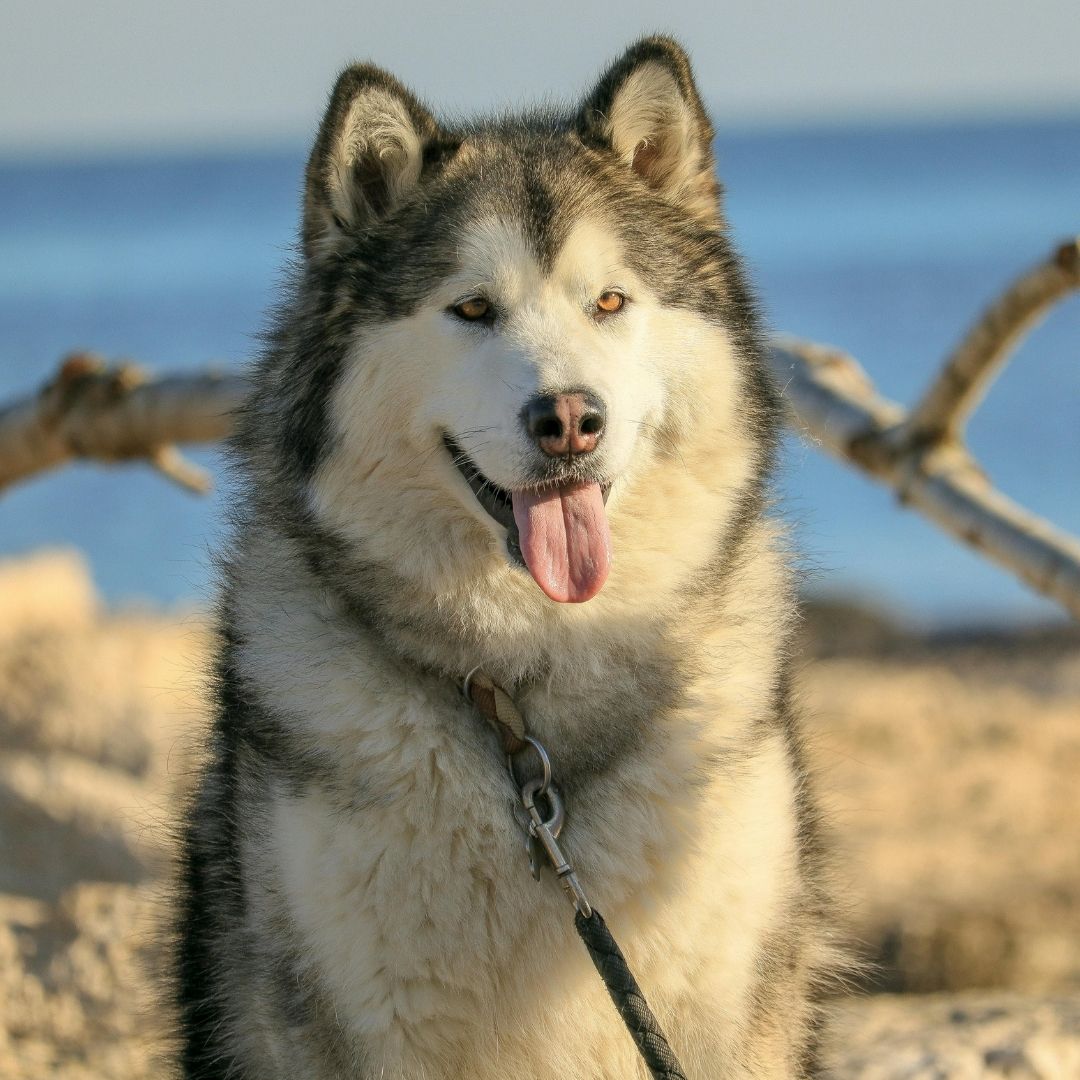 A close-up of a gray-and-white husky with its tongue out, wearing a collar and standing outdoors on sandy ground with a blue ocean and blurred driftwood in the background.