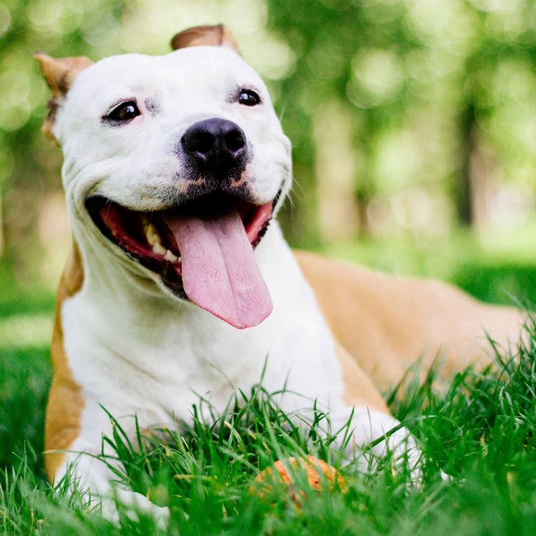 White and tan dog lying in green grass with mouth open and tongue out, looking toward the camera; blurred green trees and sunlight in the background.