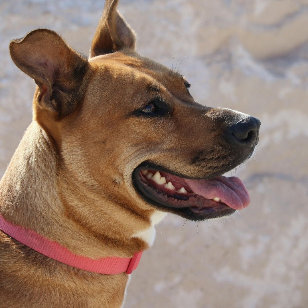 Brown dog with a pink collar looking to the side, mouth open and tongue out, wearing a close-up expression against a light stone background.
