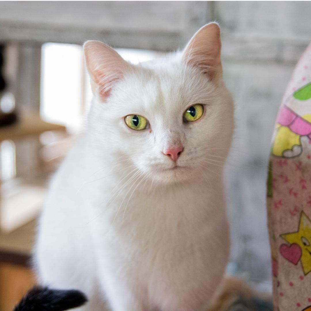 White cat with upright ears and bright yellow-green eyes sitting indoors, facing the camera with a calm expression; a colorful fabric item is visible at the right edge.